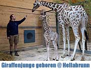 Giraffen-Junge im Tierpark Hellabrunn wurde am 14.03.2013 geboren. Namensfindung über die Facebook-Seite der Stadtsparkasse München  (©Foto: Tierpark München)